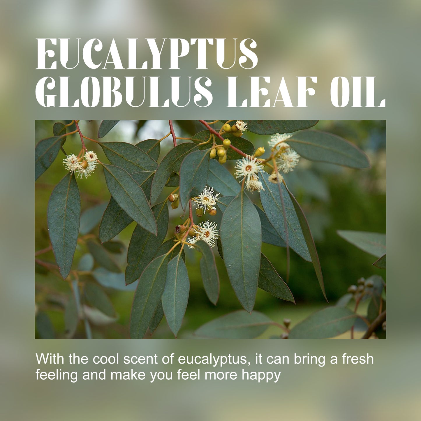 Eucalyptus Essential Oil | Body Care Massage Oil