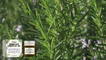 Rosemary Essential Oil | Massage for Skin Care