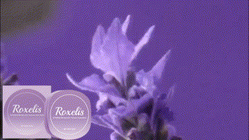 Lavender Solid Balm | Portable Everyday Fragrance